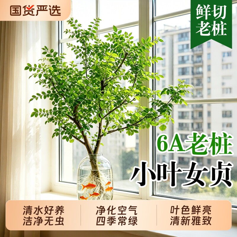 小叶女贞水培植物老桩造型树室内绿植净化空气四季长青懒人好养活
