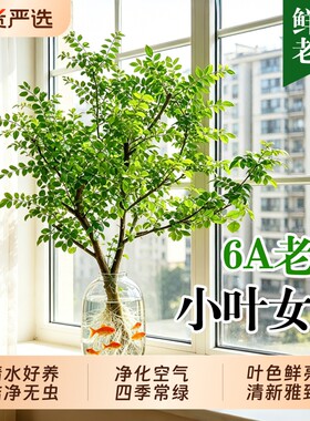 小叶女贞水培植物老桩造型树