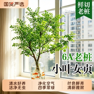 小叶女贞水培植物老桩造型树室内绿植净化空气四季长青懒人好养活