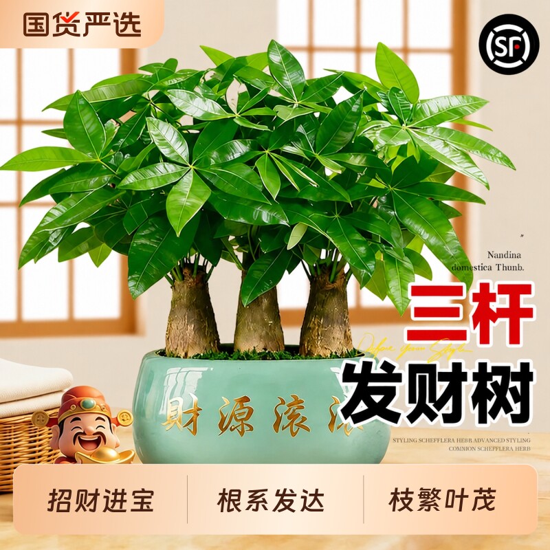 三杆发财树小盆栽办公室绿植桌面室内植物四季常青招财树好养送礼
