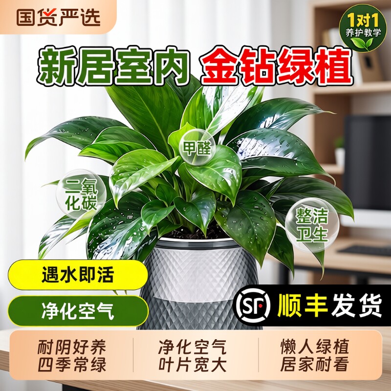 金钻绿公主盆栽带花苞绿箩萝水培植物适合室内花卉四季绿植桌面