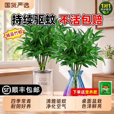 四季好养绿植水培竹柏驱蚊植物室内盆栽竹子水养老桩桌面客厅玄关