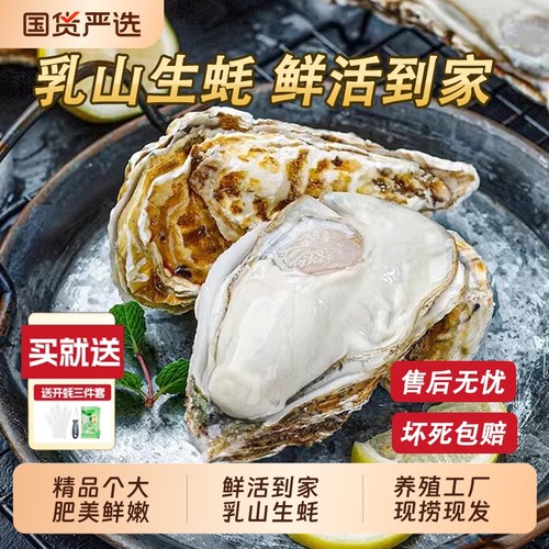 鲜活直发乳山生蚝牡蛎烧烤食材
