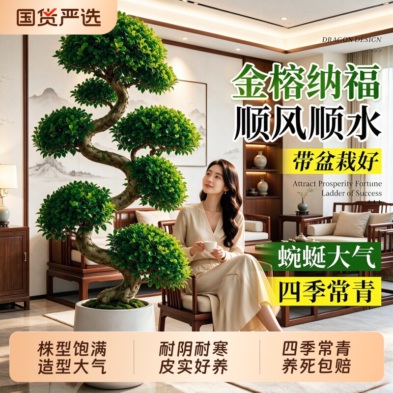 造型金钱榕大型绿植客厅大盆栽图片