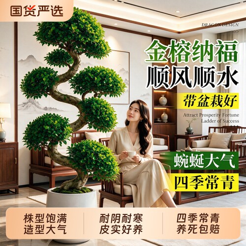 造型金钱榕大型绿植客厅大盆栽