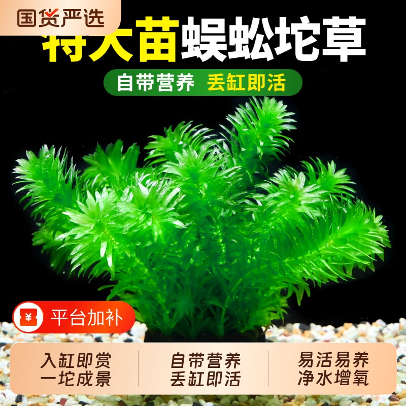 蜈蚣草坨草水草植物鱼缸造景装饰阴性增氧绿菊坨绿植大叶沉底水质