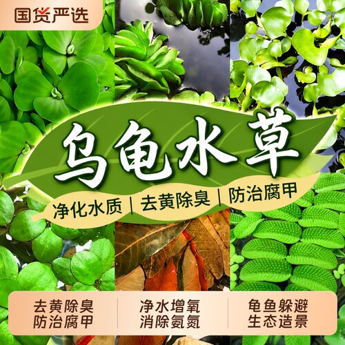 浮萍水草造氧生态|超6000次加购