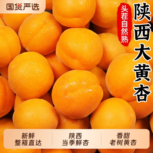 正宗陕西大黄杏大荔果园直发