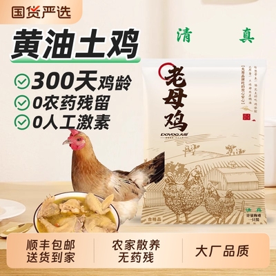 顺丰包邮清真黄油老母鸡