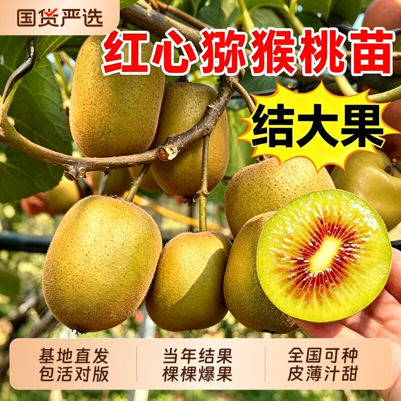 【包活对版】正宗红心猕猴桃大苗图片
