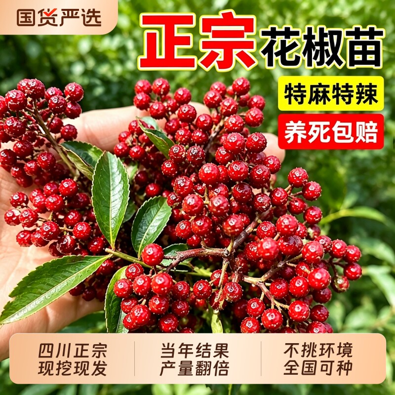 【特麻特辣】正宗四川花椒苗图片