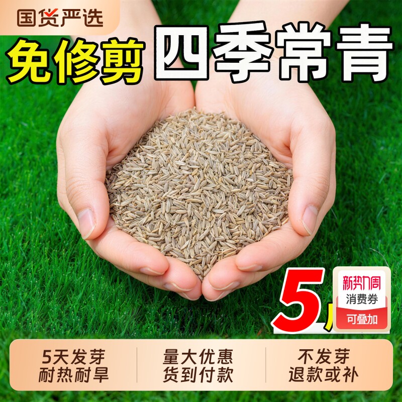 草坪草籽四季常青护坡固土狗牙根马尼拉庭院地毯草绿化黑麦草种子