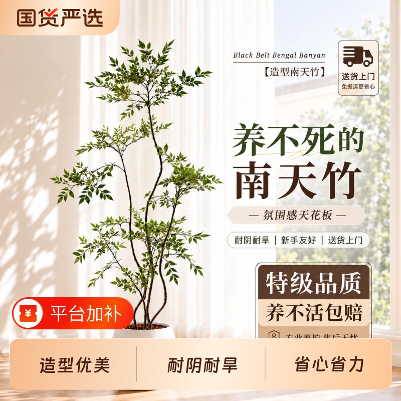 南天竹客厅绿植盆栽真树室内大型高级感植物好养端大气上档次轻奢
