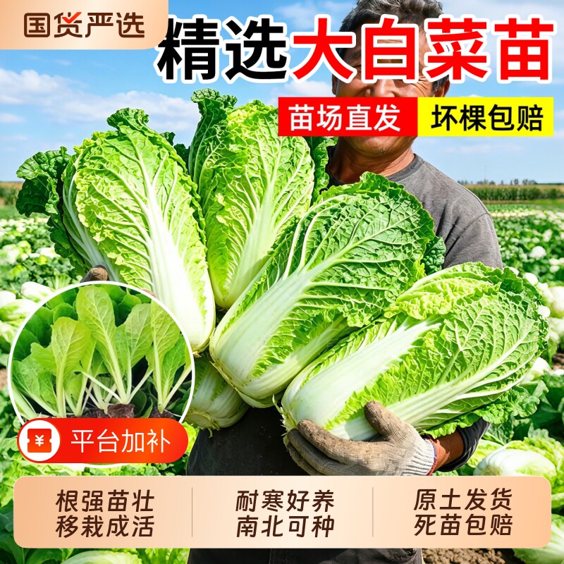 大白菜苗黄心生菜秧苗带土耐寒高产秋冬蔬菜种子适合种植鸡蛋黄