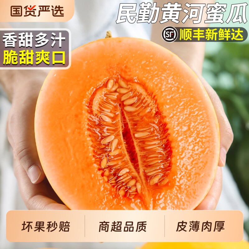 顺丰黄河蜜瓜民勤哈蜜网纹甜瓜新鲜水果应季香瓜冰淇淋黄皮金密瓜 - 实物图