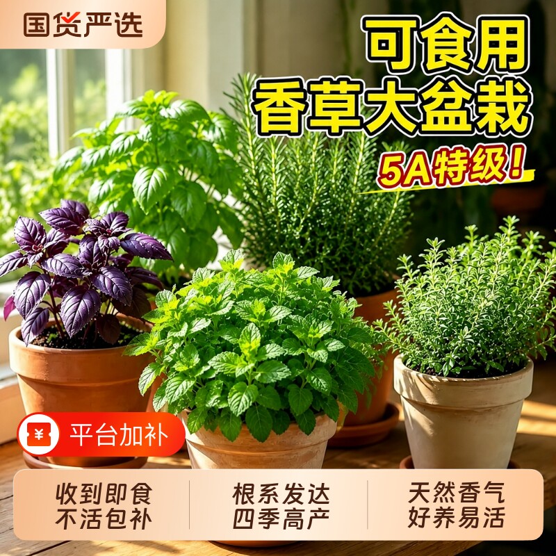 薄荷紫苏罗迷迭香勒香茅草百里香可食用香草盆栽绿植香料驱蚊植物