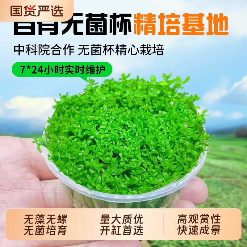 无菌杯日本高珍珠水草植物鱼缸造景生态缸阴性净水草坪专用爬地