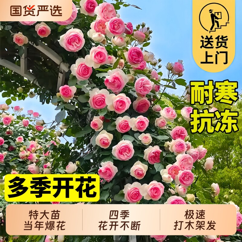 粉色龙沙宝石月季大苗欧月爬藤月季蔷薇花苗爬藤四季玫瑰花卉绿植