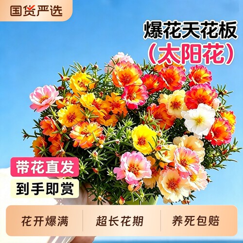 重瓣太阳花盆栽混色带根带土带花苞大花花苗室内好养易活开花庭院
