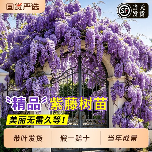紫藤花树苗爬藤植物老桩紫藤萝花苗盆栽庭院花卉绿植四季爬墙开花