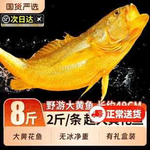 深海大黄花鱼新鲜冷冻生鲜水产鲜活冰鲜海鱼海鲜2斤一条黄鱼礼盒