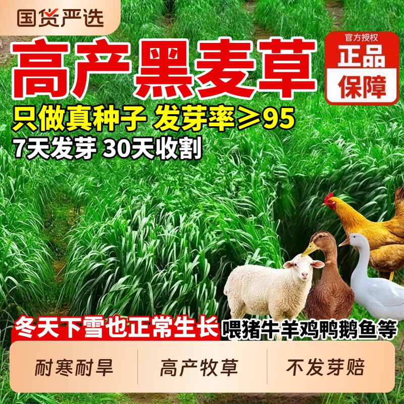 黑麦草种子多年生高产牧草种子畜牧养殖草籽鸡鸭鹅牛羊鱼草种籽子
