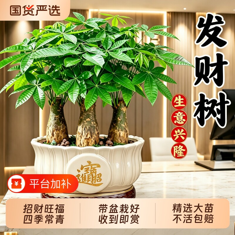 发财树三杆步步高盆栽客厅好养活绿植办公室招财进宝开业乔迁送礼