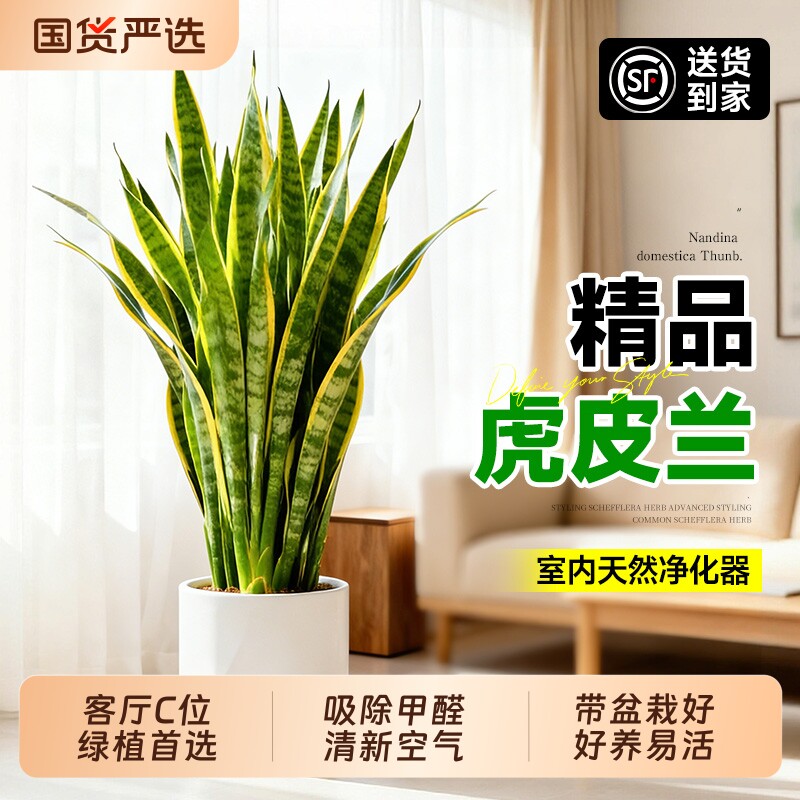 金边虎皮兰绿植办公室室内客厅大型盆栽净化空气四季好养植物家里
