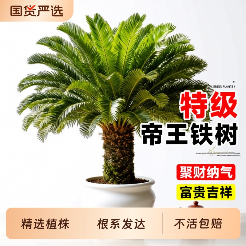 铁树盆栽名贵大号盆景老桩铁树一对别墅门口客厅大型绿植招财旺运