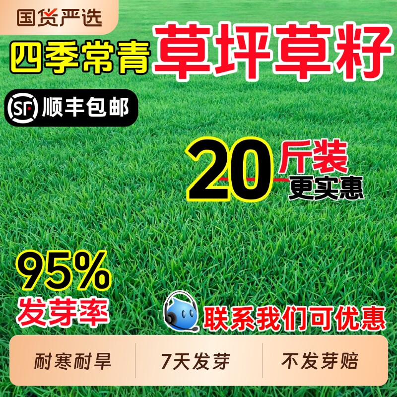 草坪草籽四季常青绿化护坡狗牙根百慕大高羊茅黑麦草马尼拉草种子