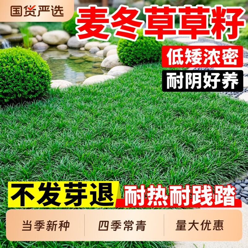 麦冬草草籽四季常青庭院绿化地被植物玉龙草细叶矮麦冬草种子耐阴图片