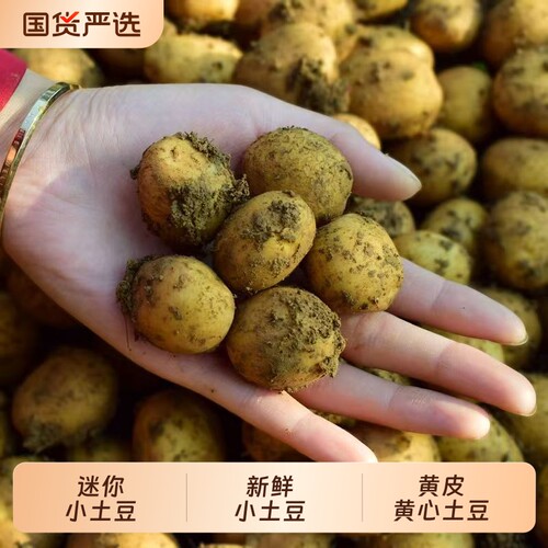 小土豆精品正宗马铃薯粉糯香甜新鲜现挖当季农家自种迷你洋芋黄皮