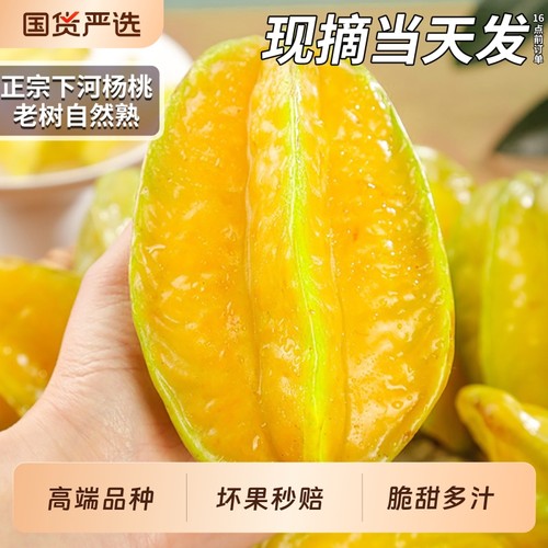 现摘当天发丨正宗下河杨桃丨鲜果