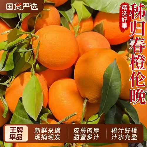 新鲜采摘秭归伦晚脐橙榨汁好果