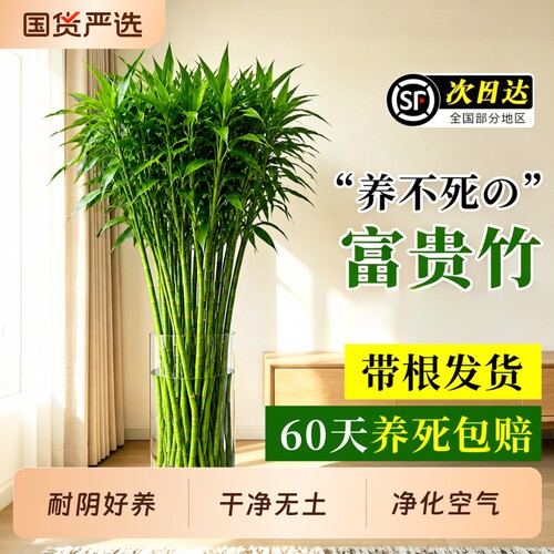 特大粗杆带根富贵竹水培植物
