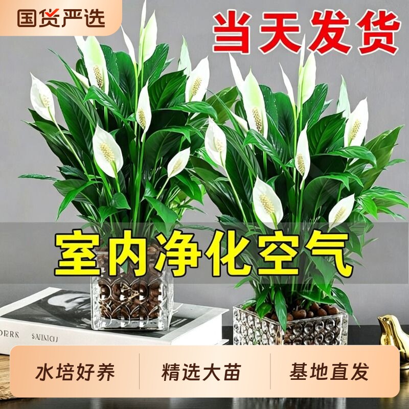 白掌盆栽净化空气水培植物绿萝箩花卉绿植红掌吸除室内甲醛发财树