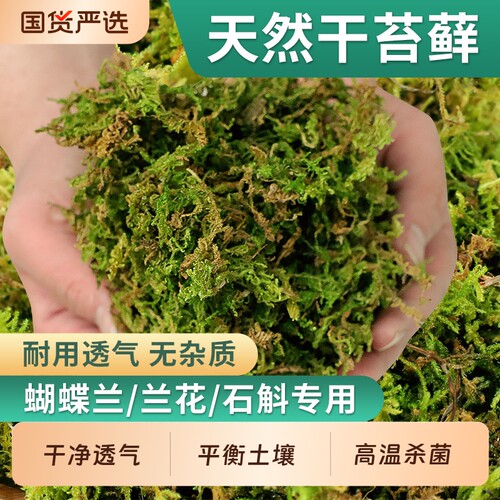 干苔藓天然优质青苔石斛兰花种植