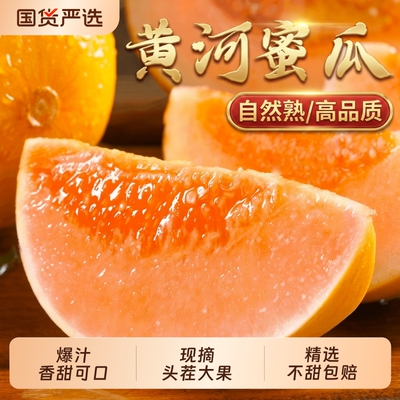 正宗黄河蜜甜瓜香甜多汁现摘现发
