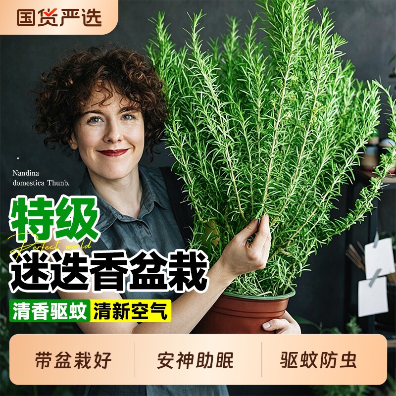 迷迭香盆栽香料百里香植物客厅阳台驱蚊香草食用牛排摆盘花盆陶瓷