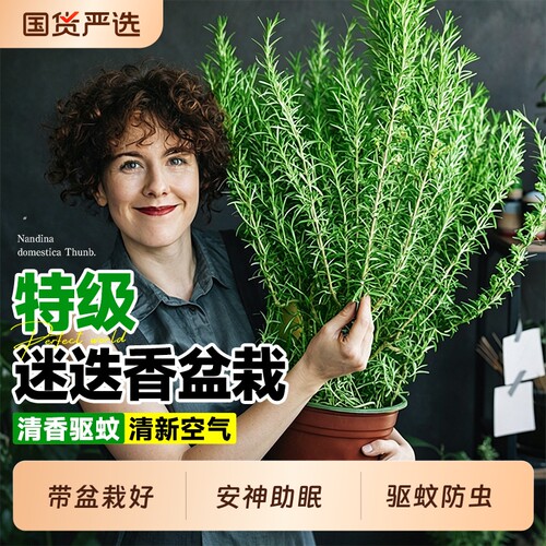 【食用级迷迭香绿色天然】