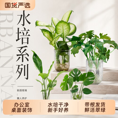水培桌面绿植龟背竹龙鳞春羽