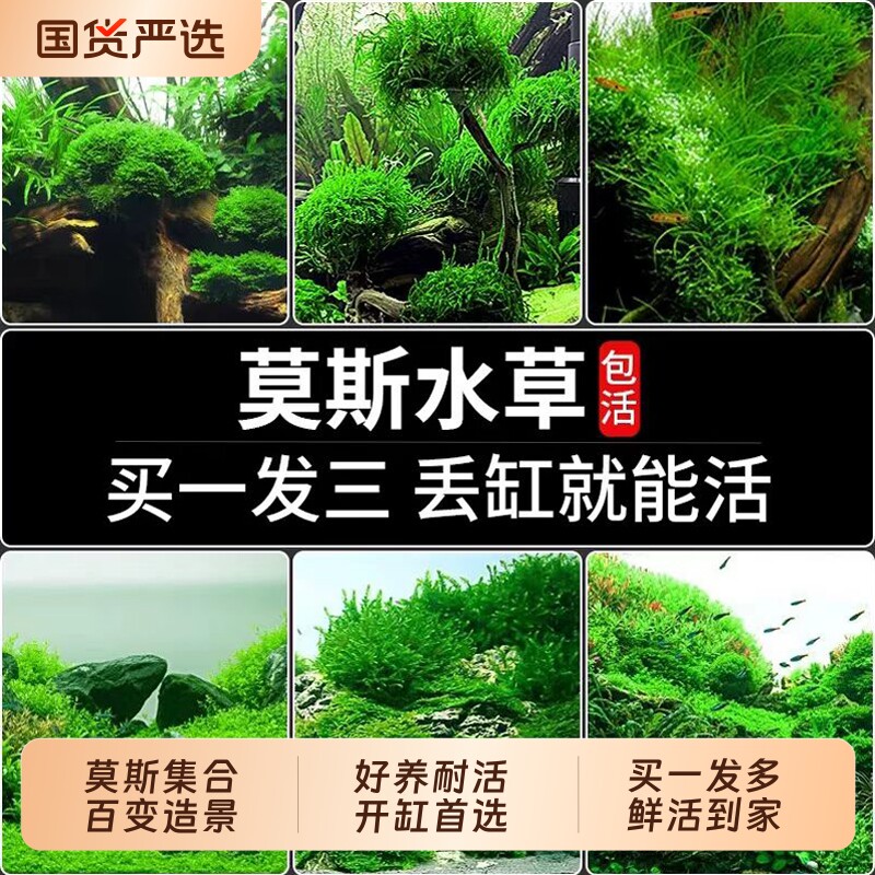 鱼缸垂泪莫斯水草植物慕斯片散装莫丝球沉木装饰前景造景生态无菌