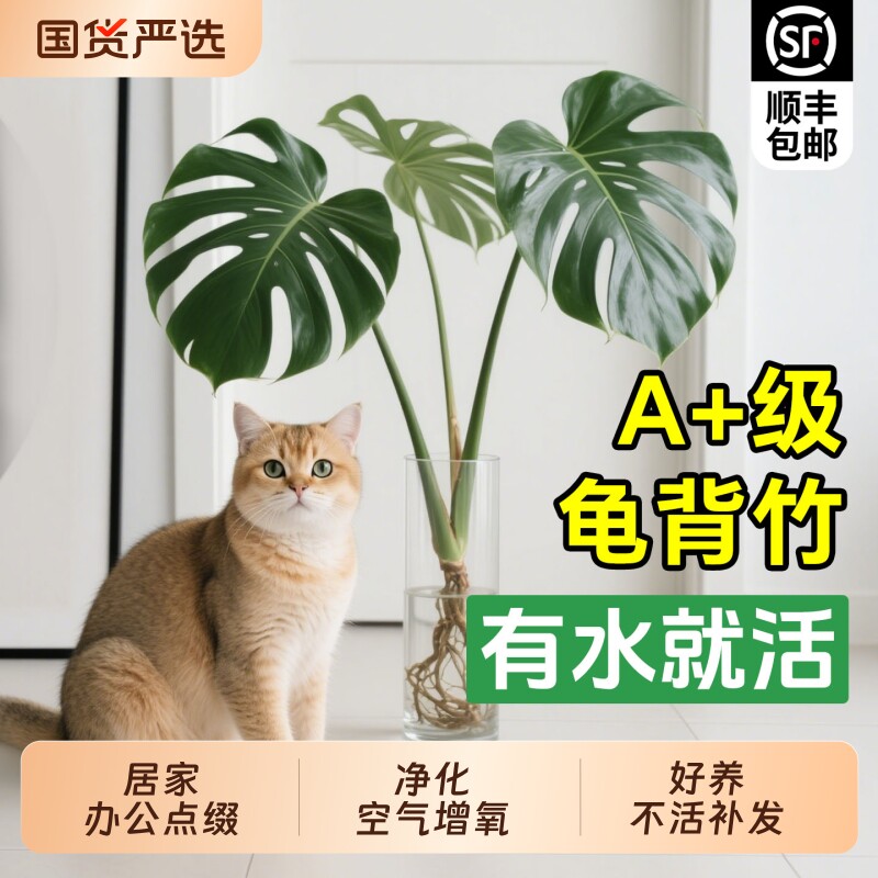 龟背竹水培植物室内好养绿