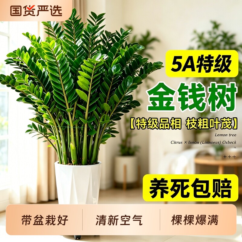 金钱树大型绿植室内客厅办公室除甲醛招财旺宅乔迁大盆栽开业新居