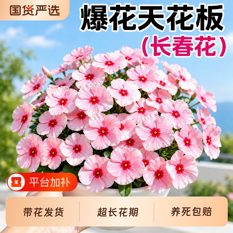 长春花苗盆栽带花苞四季开花天天开重瓣大花花苗耐热阳台庭院绿植