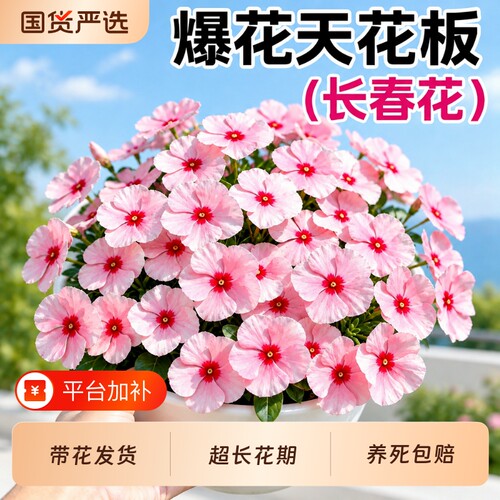 长春花苗盆栽带花苞四季开花天天开重瓣大花花苗耐热阳台庭院绿植