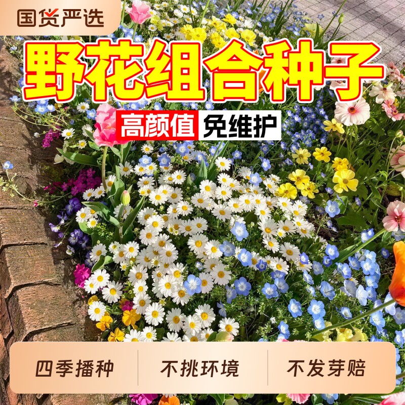 野花组合四季开花室外矮生花种子庭院别墅公园花海格桑花种子大全