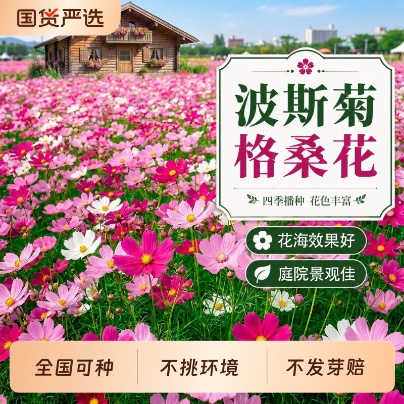 波斯菊种子格桑花种籽子七彩四季播种开花易活庭院室外公园花籽种
