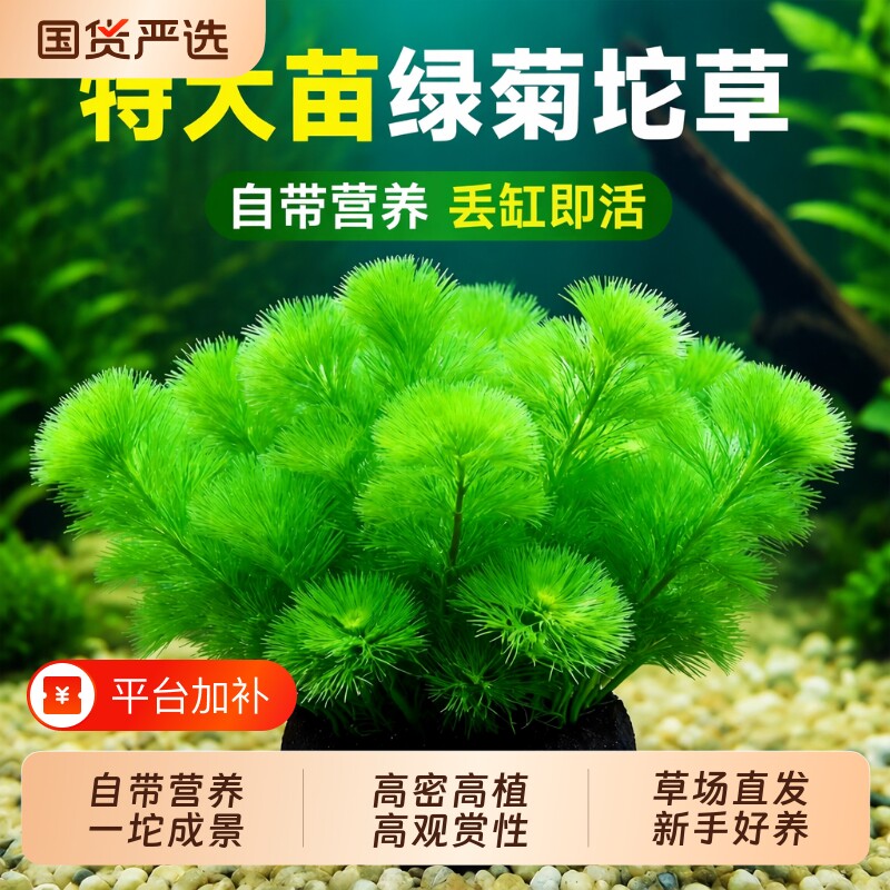 绿菊坨草水草植物鱼缸造景装饰阴性蜈蚣草绿植生态青竹迷你新手