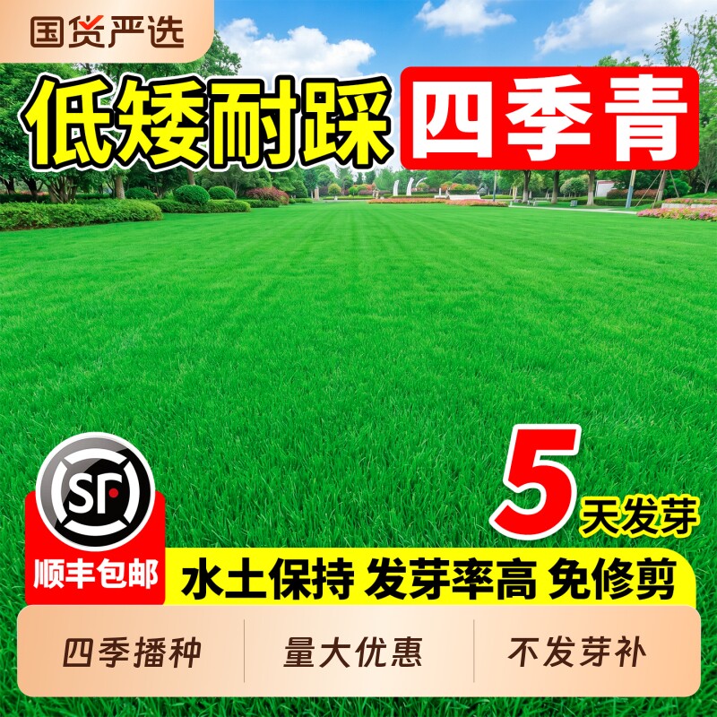 四季青草籽矮生免修剪草坪草籽护坡固土庭院小区耐寒耐旱草种子